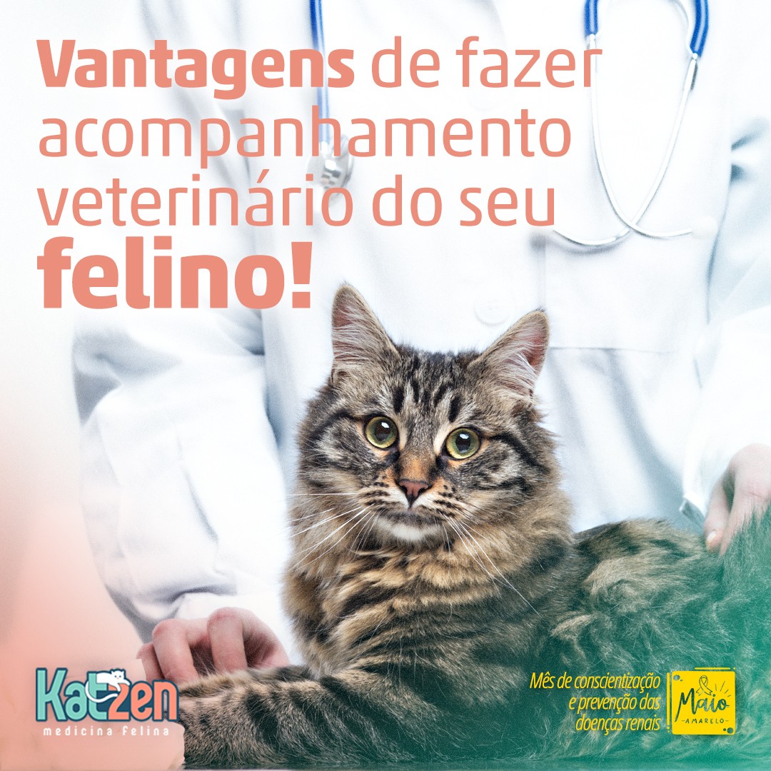 Por Que A Vacinação Em Felinos é Tão Importante Clínica Katzen 3485