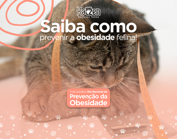 Como ocorre o desenvolvimento dos gatos? Veja!