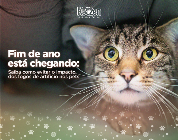 Como proteger os gatos em época de fogos de artifício