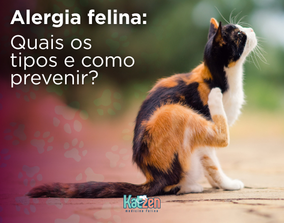 Como ocorre o desenvolvimento dos gatos? Veja!