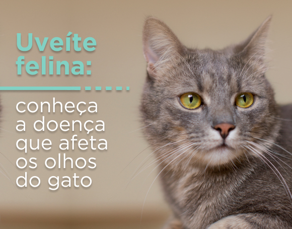 Uveíte felina: Conheça a doença que afeta os olhos do gato! - Clínica Katzen