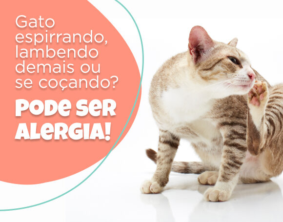 alergia em gatos