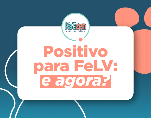 positivo para FeLV? Saiba o que fazer