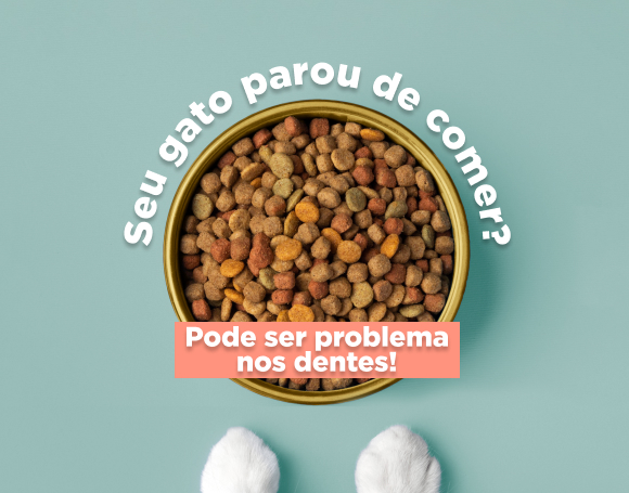 doenças bucais em gatos