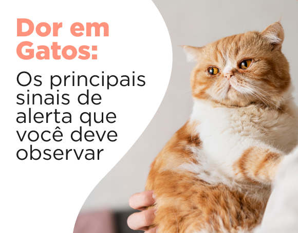 Dor em gatos: os principais sinais de alerta que você deve observar