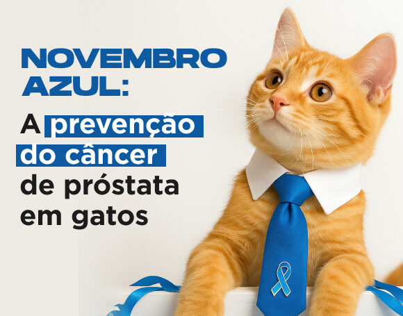 Novembro Azul: A prevenção do câncer de próstata em gatos