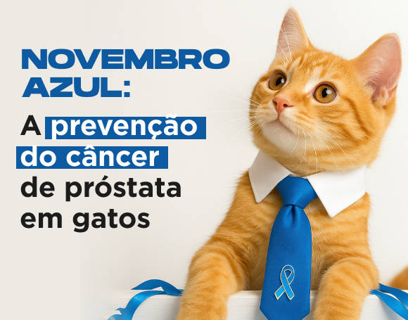 Novembro Azul: A prevenção do câncer de próstata em gatos