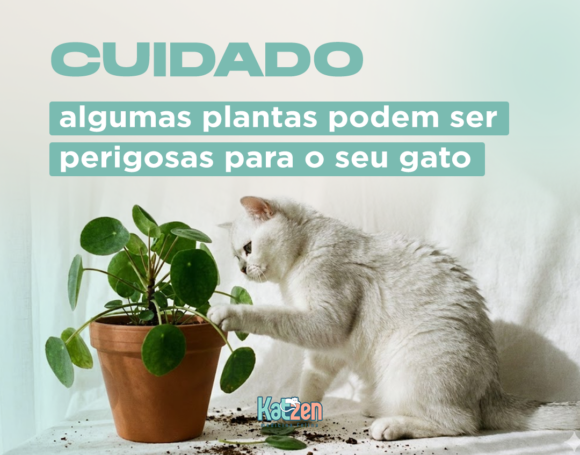 Cuidado: algumas plantas podem ser perigosas para o seu gato