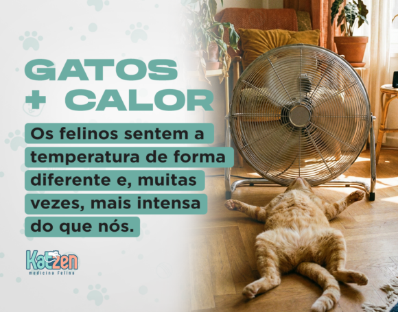 Dicas para ajudar seu felino a enfrentar os dias mais quentes