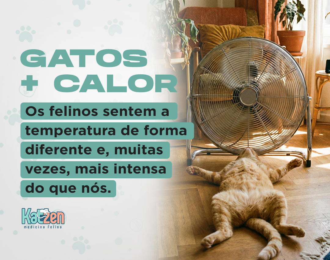 Dicas para ajudar seu felino a enfrentar os dias mais quentes