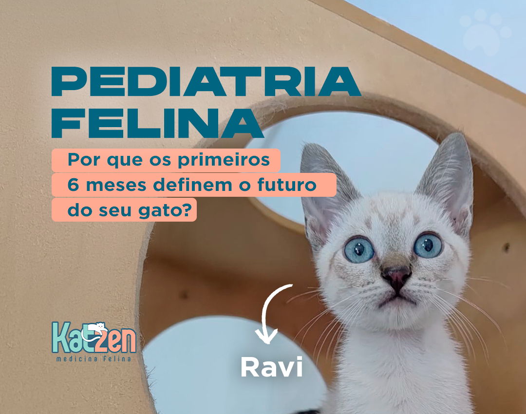 Pediatria Felina