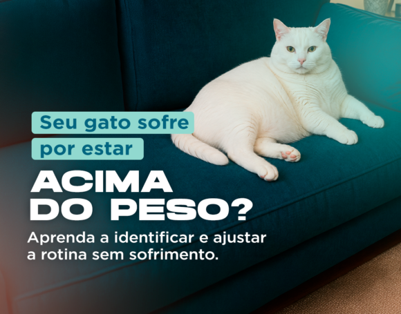Obesidade felina: Como identificar o excesso de peso e ajustar a rotina sem sofrimento