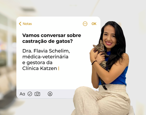 castração de gatos