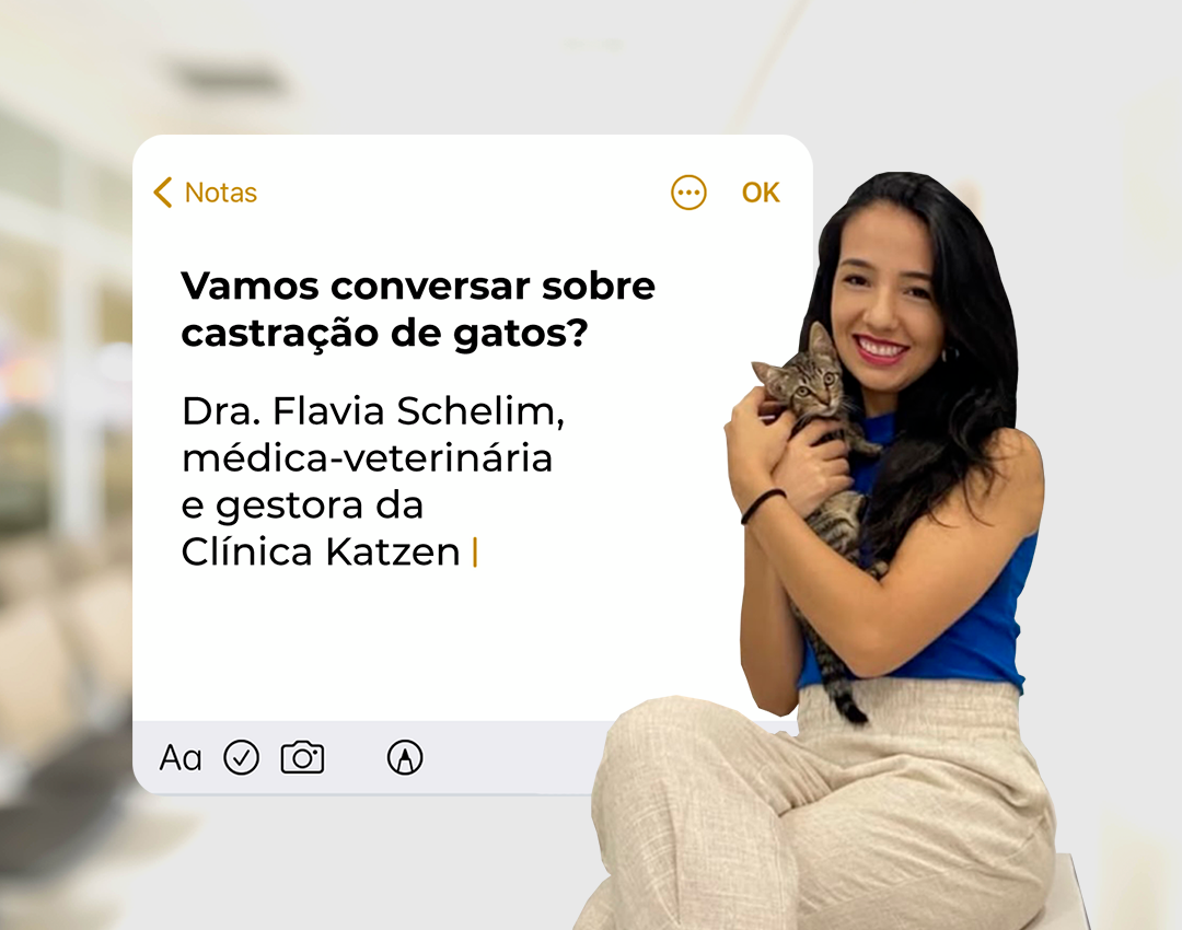 castração de gatos